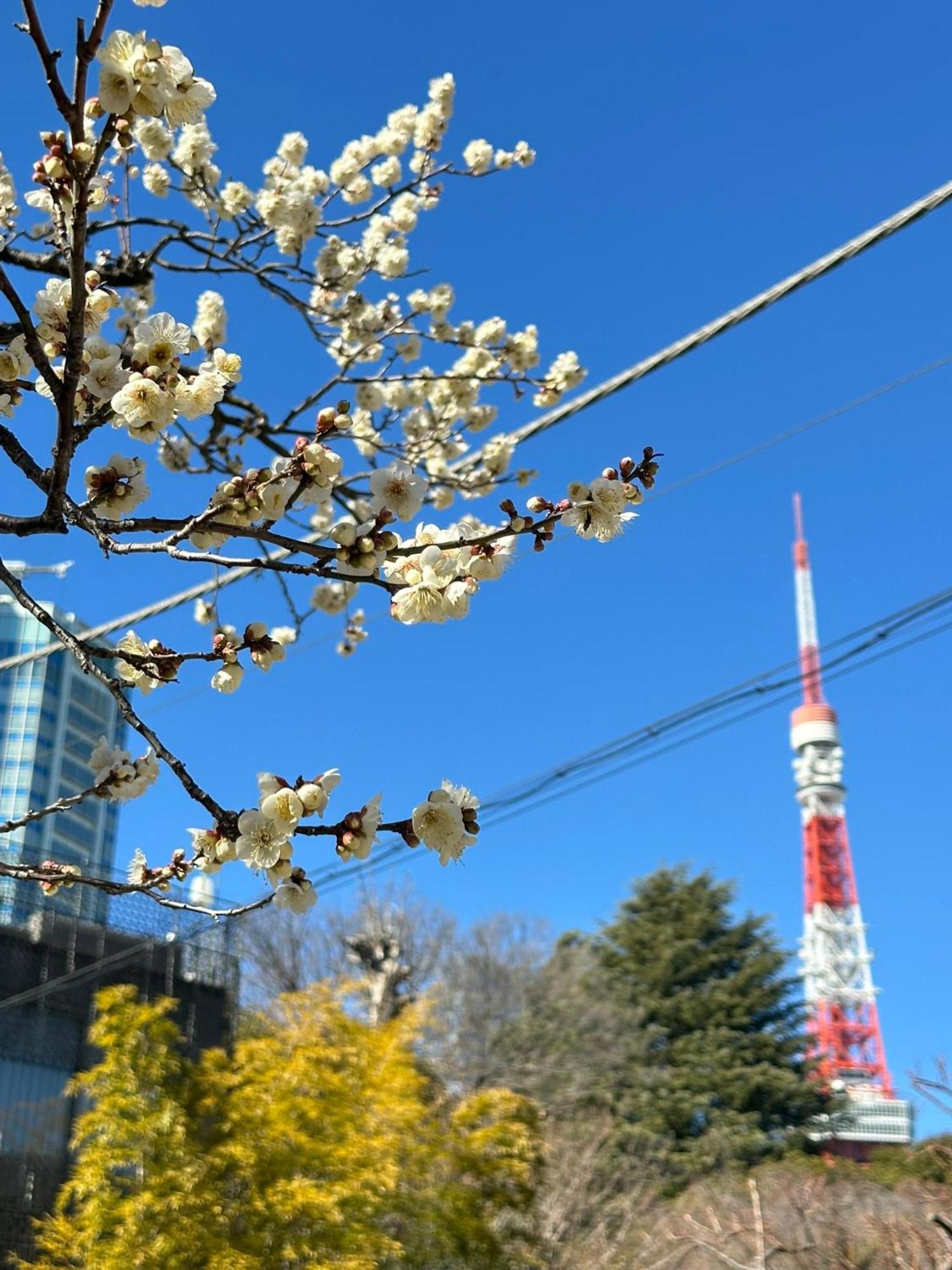 Rose Stay Tokyo Shiba Park Екстер'єр фото